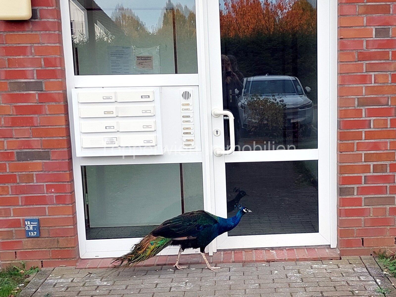 Tierpark vor der Tür, schönes Wohnen im Erdgeschoss mit Terrasse Tierpark vor der Tür, schönes Wohnen im Erdgeschoss mit Terrasse